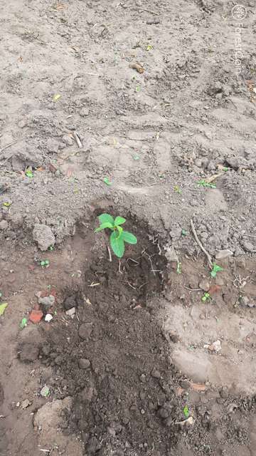 Plant 4469