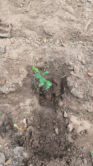 Plant 4470