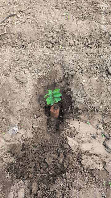 Plant 4471