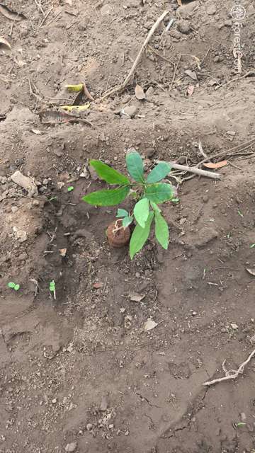 Plant 4472