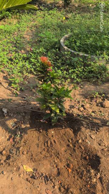 Plant 4494