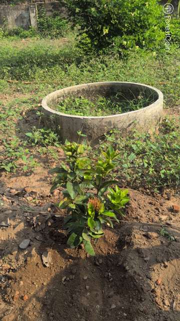 Plant 4495