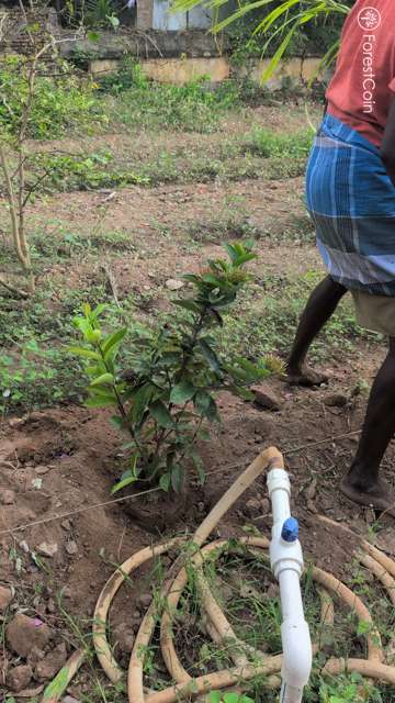 Plant 4497