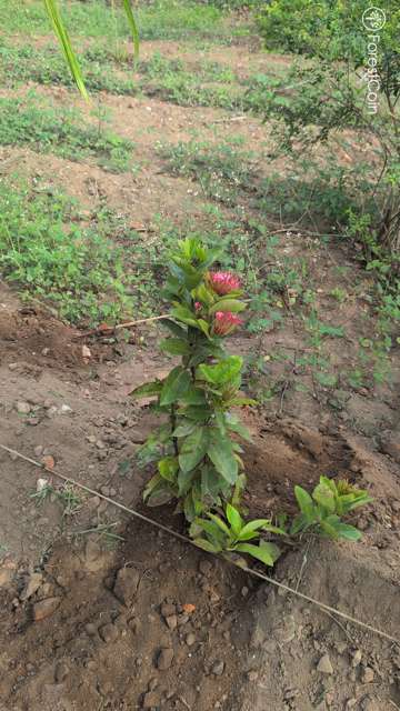 Plant 4499