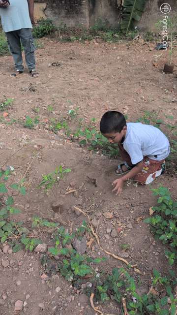 Plant 4504