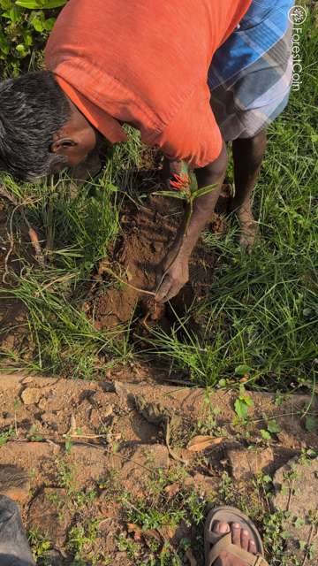 Plant 4506