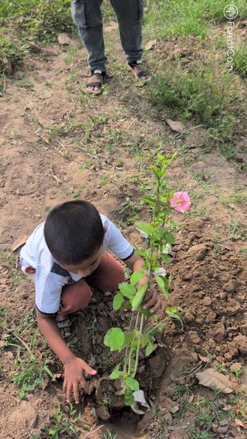 Plant 4511