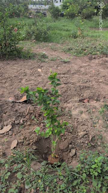 Plant 4512