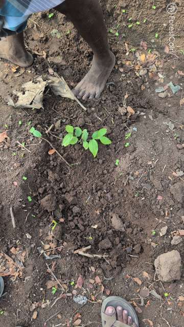 Plant 4513