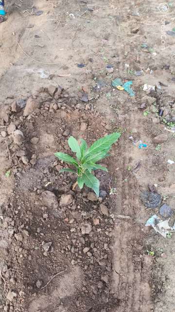 Plant 3443