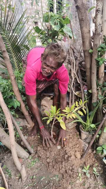 Plant 4473