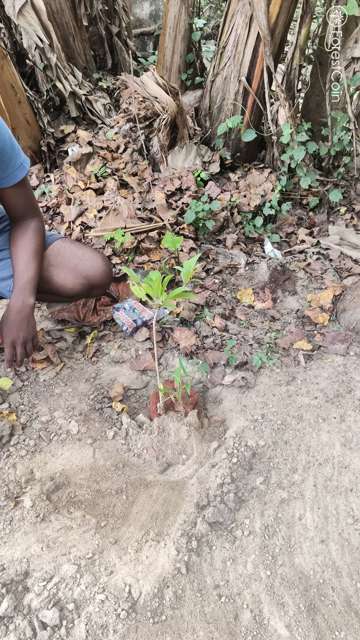 Plant 4474