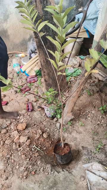 Plant 4475