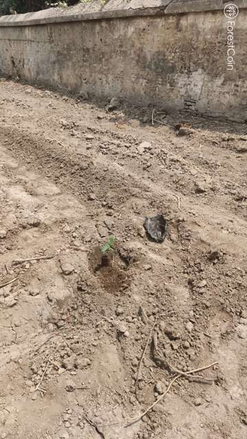 Plant 4476