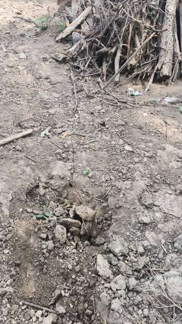 Plant 4477