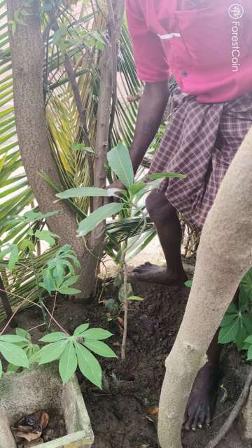 Plant 4478