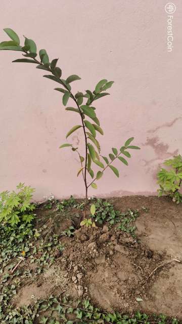 Plant 4479