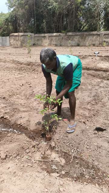 Plant 4492