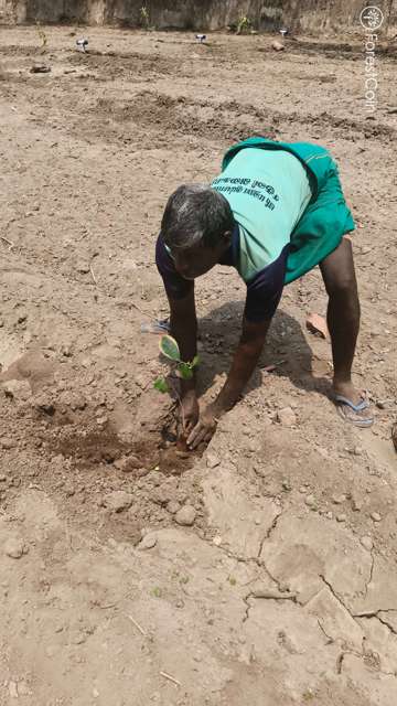 Plant 4493