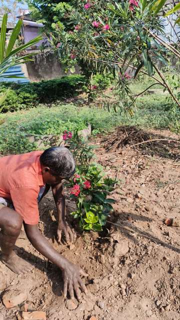 Plant 4522