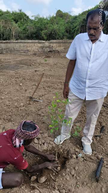 Plant 4527