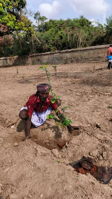 Plant 4528