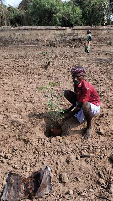 Plant 4529