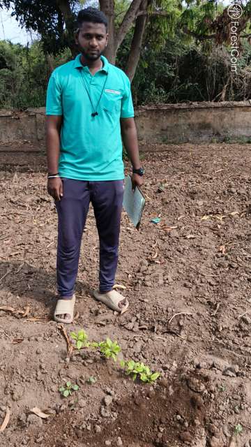 Plant 4530