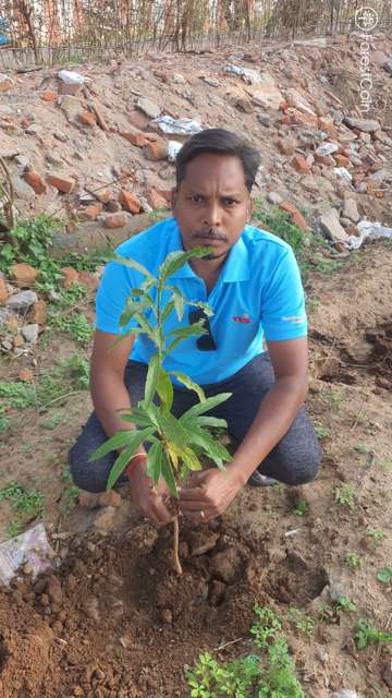 Plant 3764
