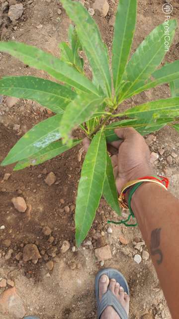 Plant 3982