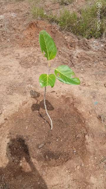 Plant 2919