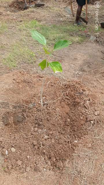 Plant 2920