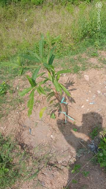 Plant 3419