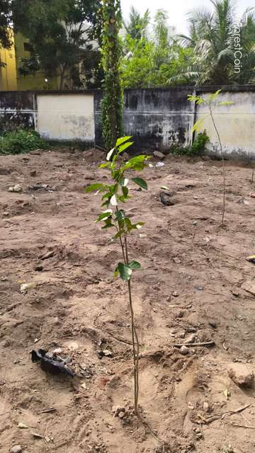 Plant 3168
